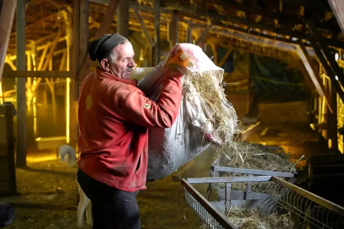 Bayburtlu Çiftçi Fikri Telli, Zorlu Kış Şartlarında Hayvancılıkla Örnek Oluyor