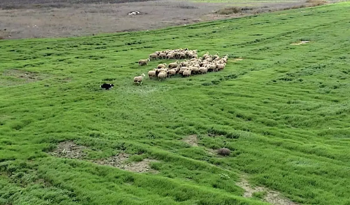 Border Collie’lar Çobanlıkta Yeni Yardımcı: TAGEM’in Yenilikçi Eğitim Programı