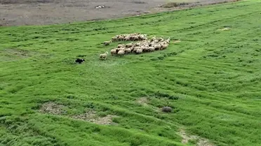 Border Collie’lar Çobanlıkta Yeni Yardımcı: TAGEM’in Yenilikçi Eğitim Programı