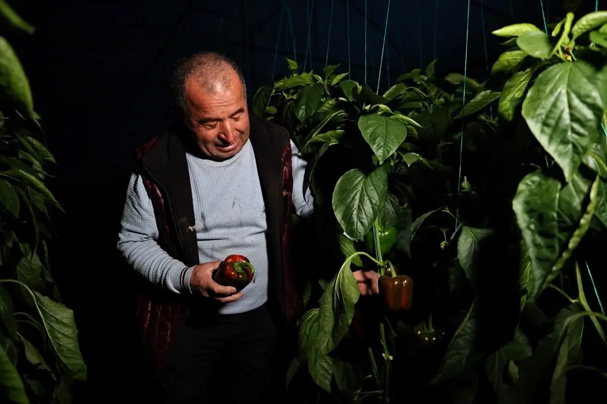 Antalya’da Çiftçiler İçin Akıllı Seralar: Dijital Tarım Uygulaması Hayata Geçti