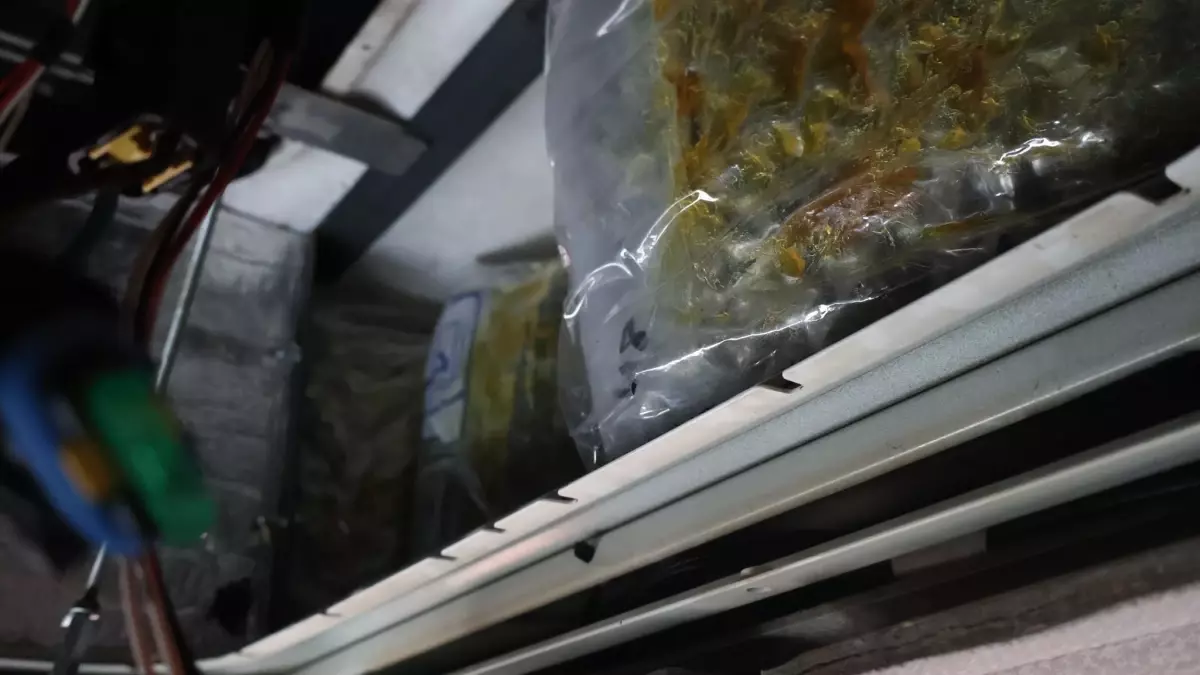 Kapıkule Sınır Kapısı'nda 144 Kilo Esrar Ele Geçirildi: Operasyon Detayları