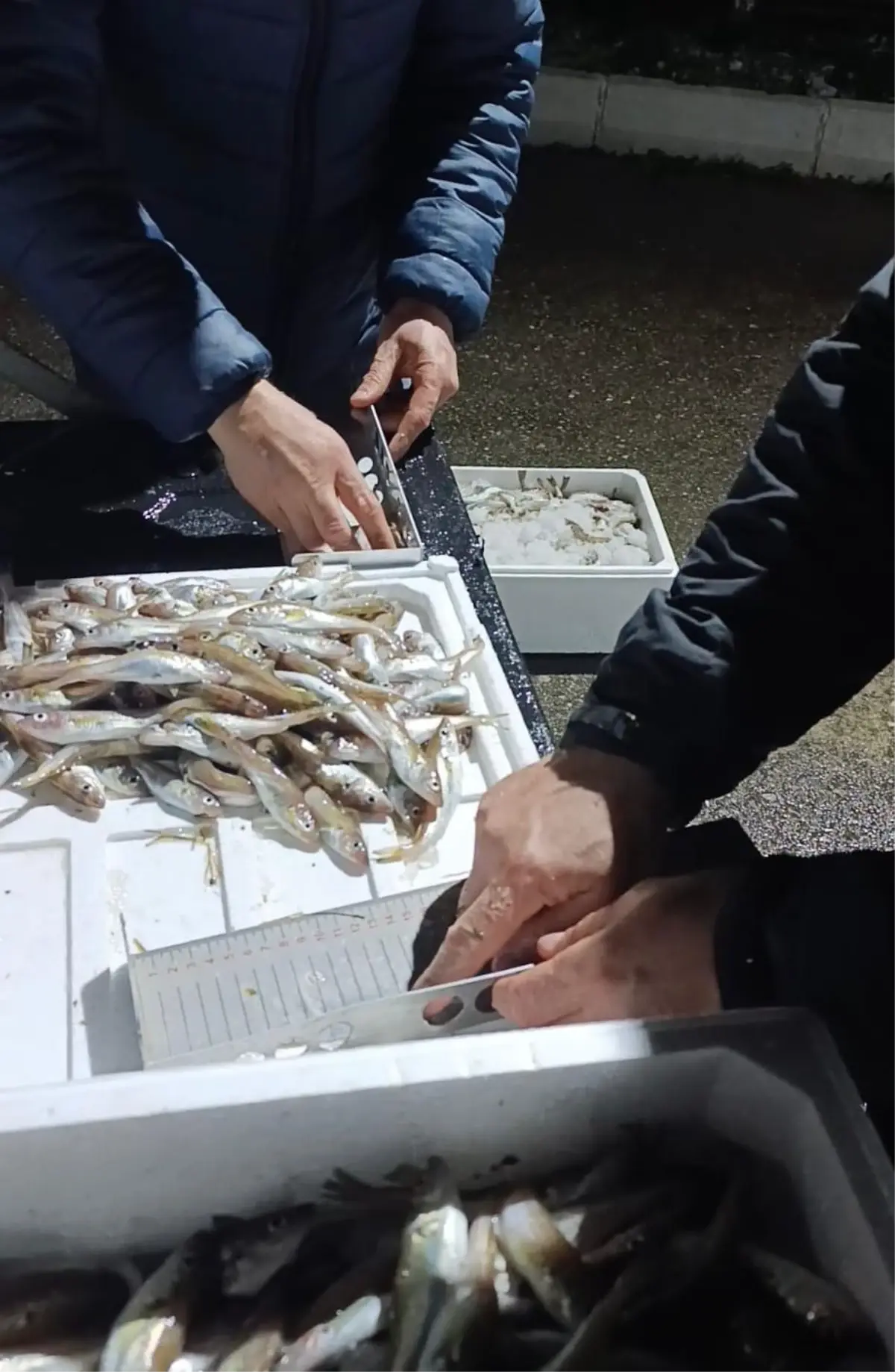 Bafra’da 2,6 Ton Mezgit Ele Geçirildi: Yasak Avcılara Ağır Ceza