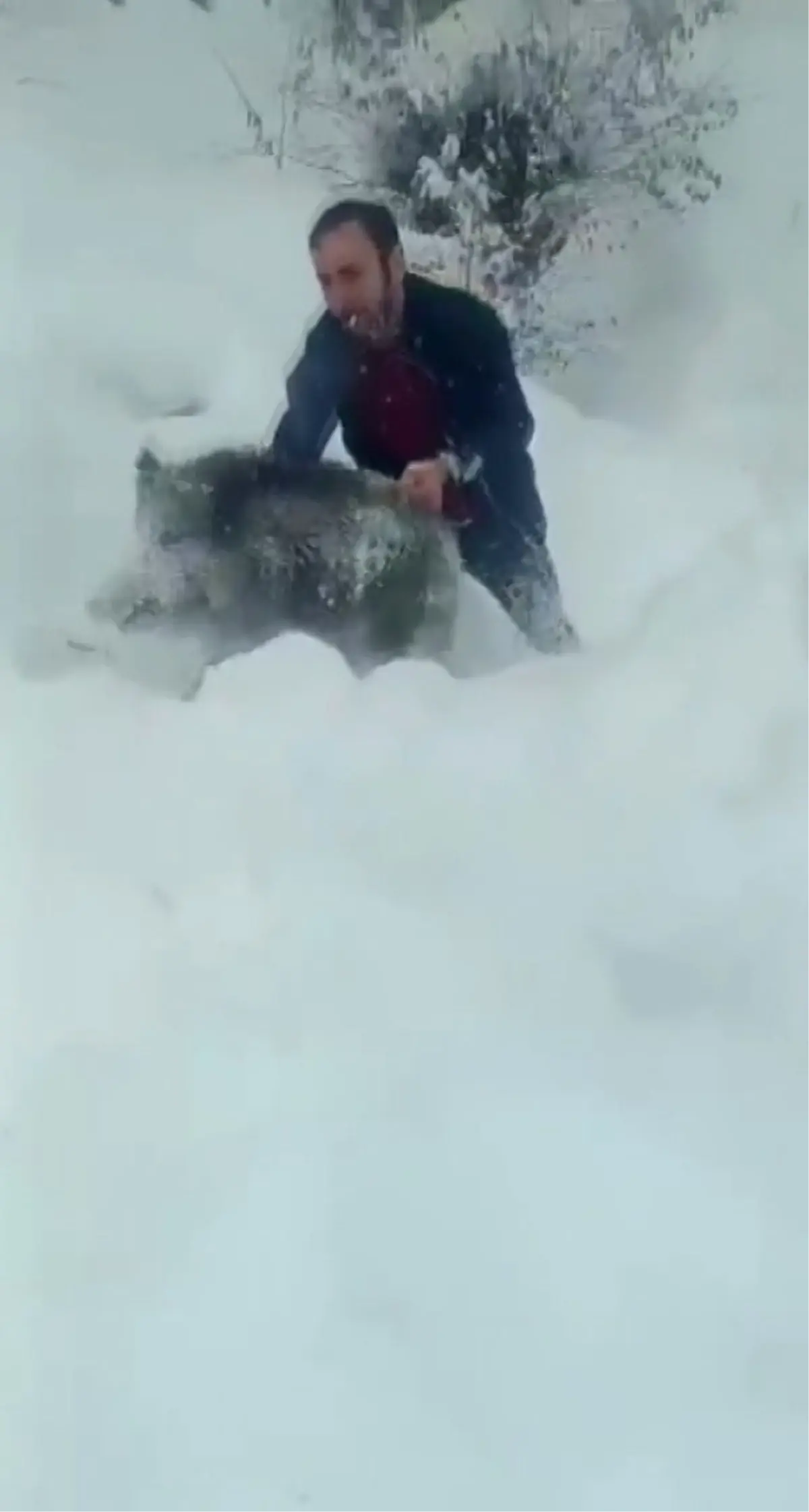 Sinop’ta Domuz Yavrusunu Kurtaran Yılmaz’ın Cezası İptal Edildi