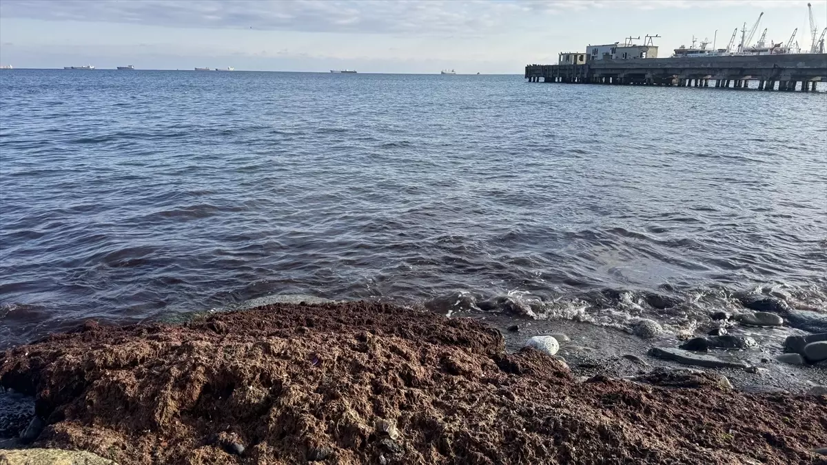 Tekirdağ Sahilinde Rüzgârla Gelen Kırmızı Yosun Görüntüsü ve Kokusal Sorunlar