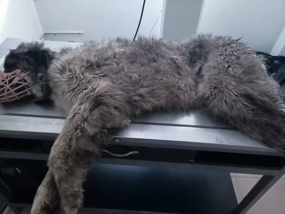 Karabaş’ın Mucizevi İyileşmesi: Trafik Kazasından Sonra Yeniden Yürümeye Başladı