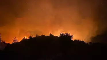 Yangının etkilediği ormanlık alan