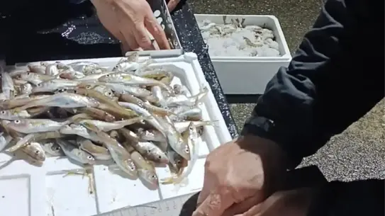 Operasyon sırasında ele geçirilen mezgitler