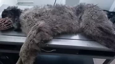 Karabaş’ın Mucizevi İyileşmesi: Trafik Kazasından Sonra Yeniden Yürümeye Başladı