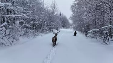 Kuzuyayla Tabiat Parkı'nda Karla Kaplı Alanda Drone ile Kızılgeyik Görüntülendi