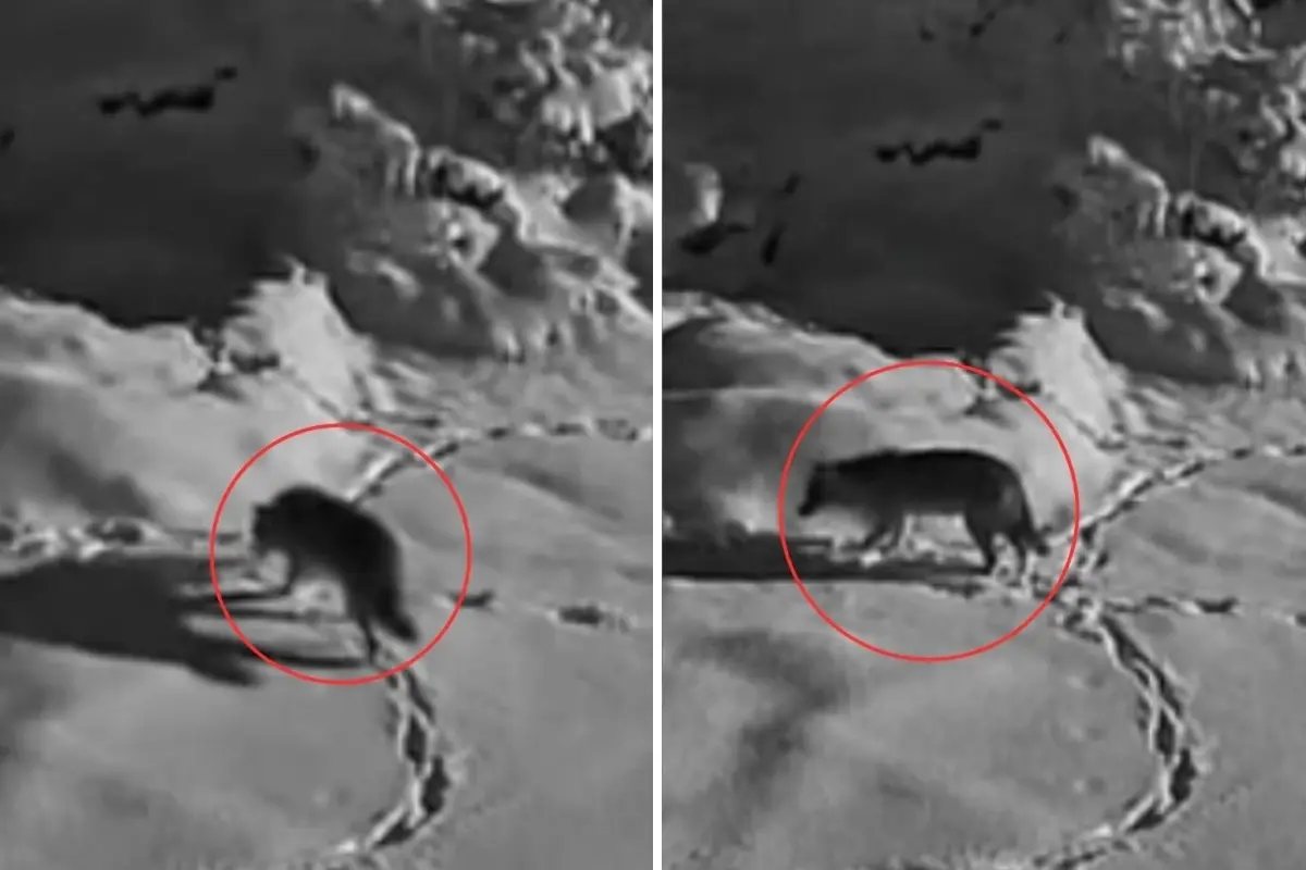 Elazığ’da Aç Kalan Kurt Mezrağa İndi: Güvenlik Kameralarından Şaşırtıcı Anlar