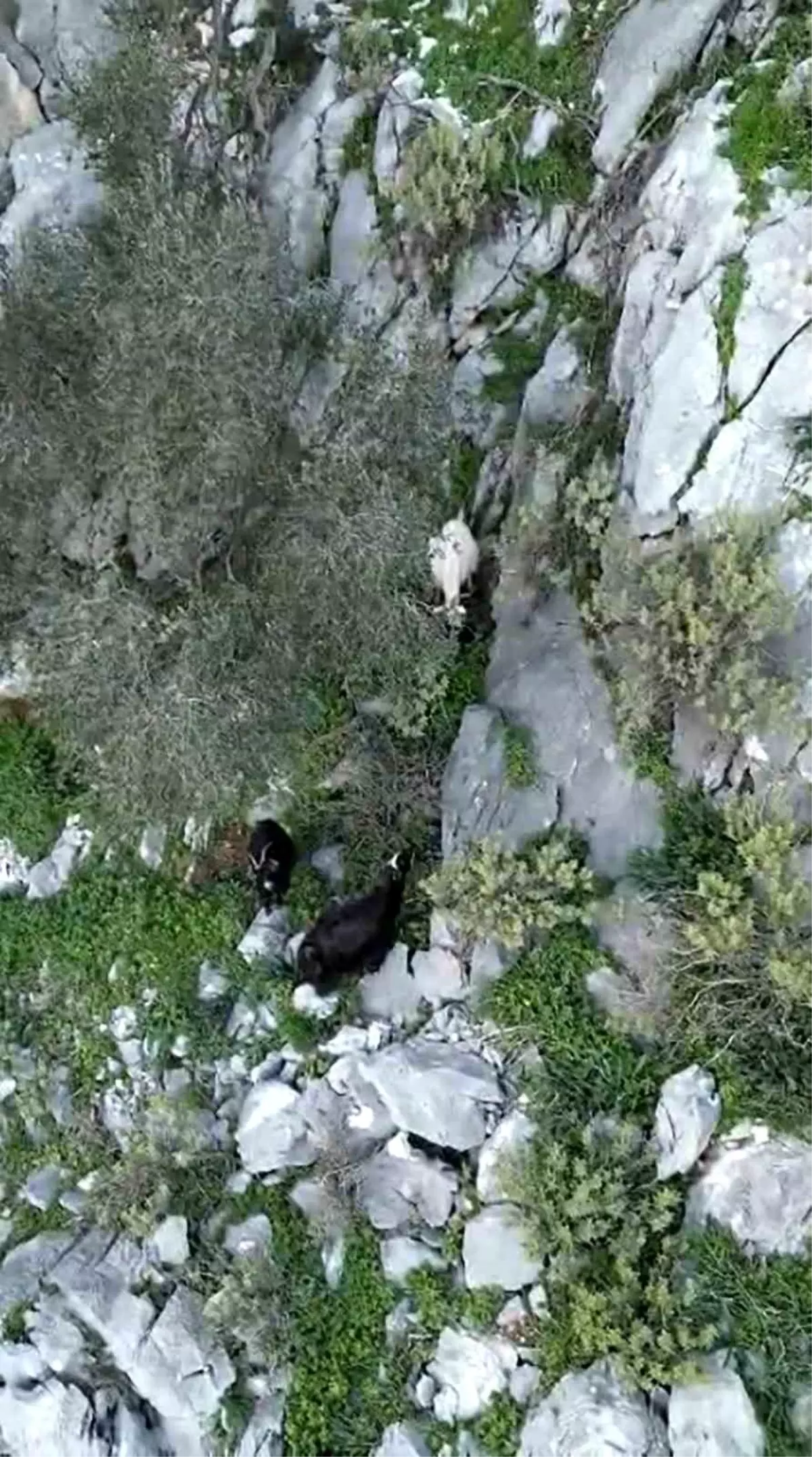 AFAD’dan Ula’da Mahsur Kalan İki Keçi Kurtarıldı