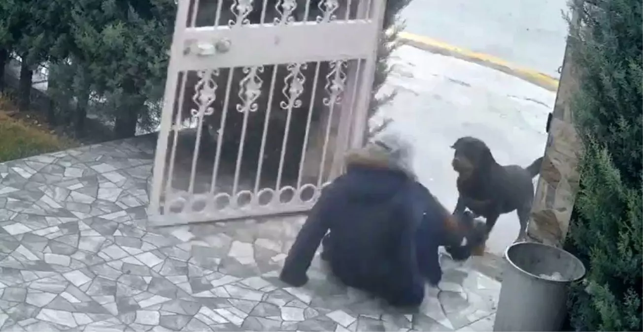 Ankara’da Kadına Yönelik Sahipsiz Köpek Saldırısı Şok Yarattı