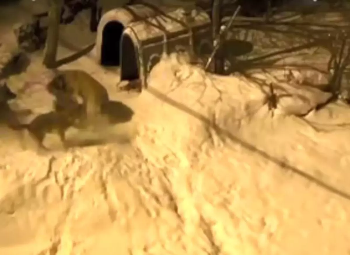 Şavşat’ta Bekçi Köpeği Meks, Altı Kurtu Köyden Kovdu