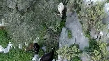 AFAD’dan Ula’da Mahsur Kalan İki Keçi Kurtarıldı