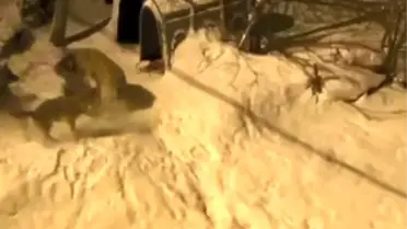 Meks köpeği ve kurtların karşılaşması