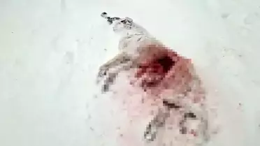 Köydeki kurtların saldırı anı