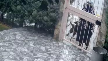 Elmadağ’da Sahipsiz Köpek Saldırısına Uğrayan Kadına Komşu Destek: Nurten Güven’in Kahramanlık Hikayesi