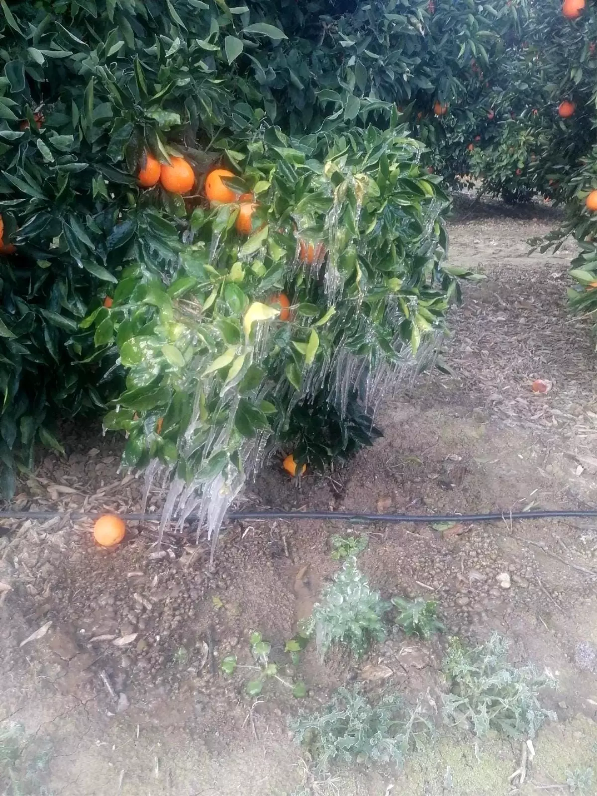 Adana’da Soğuk Dalga Portakal Bahçelerini Tehdit Ediyor