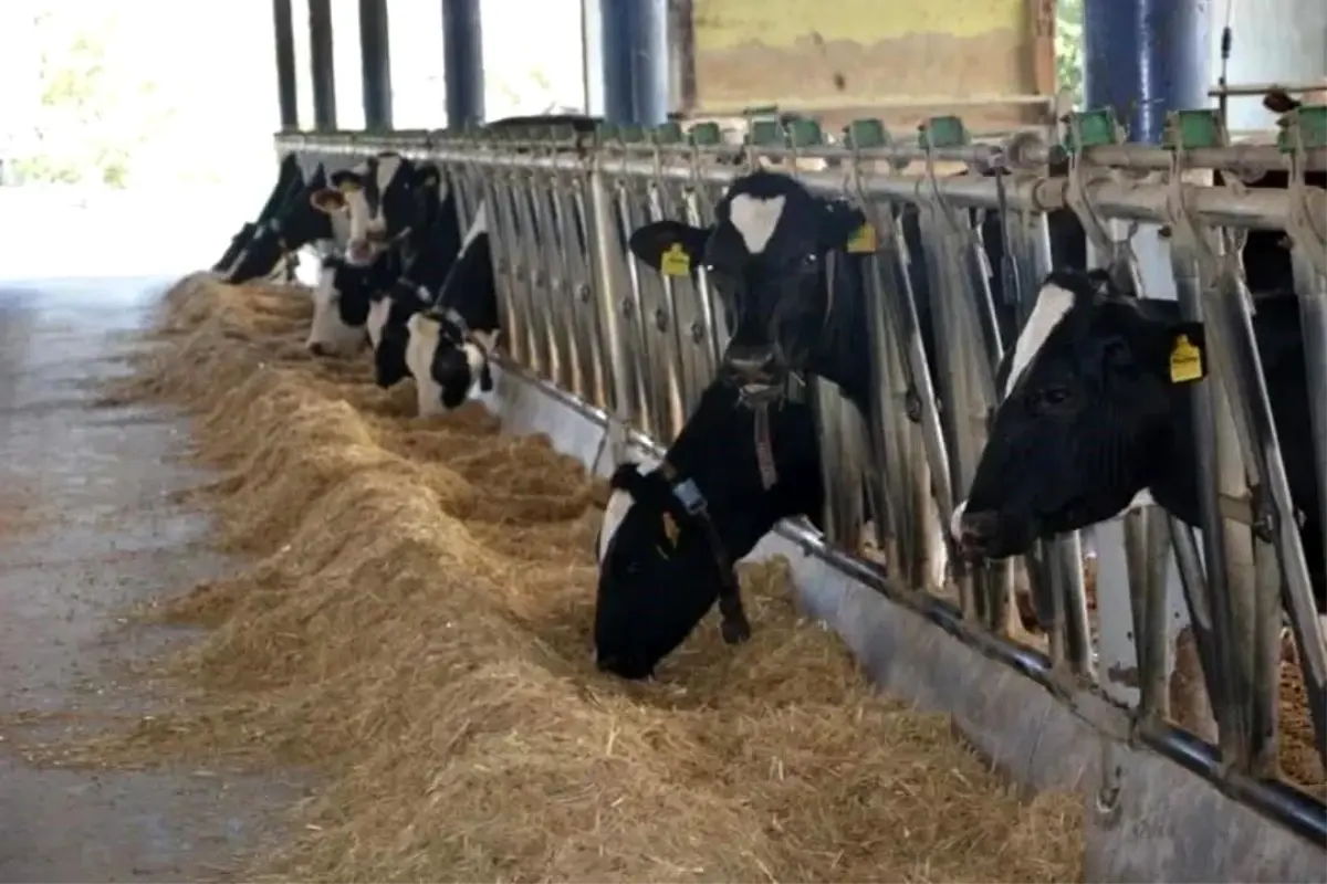 Aydın, Büyükbaş ve Deve Yetiştiriciliğinde Türkiye’nin Zirvesine Çıktı