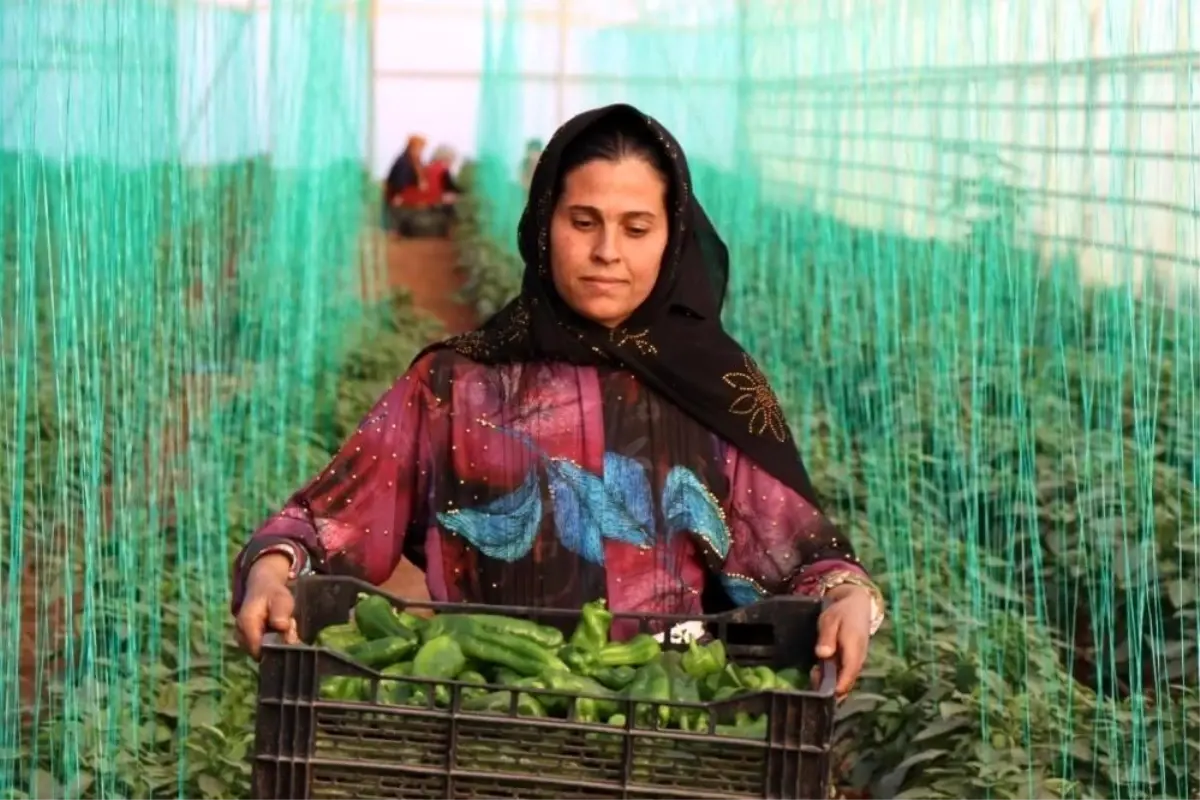 Tarım Girdi Fiyat Endeksi Yıllık %34,24 Artışla Rekor Kırdı