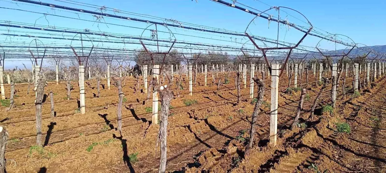 Sarıgöl'de Üzüm Bağları Yenileniyor: Verim Artışı İçin Yeni Çeşitler Seçildi