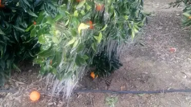 Don etkisi altında portakal bahçesi