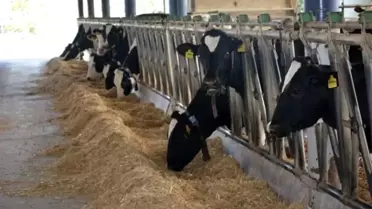 Aydın Hayvancılık Zirvesi Ana Görseli