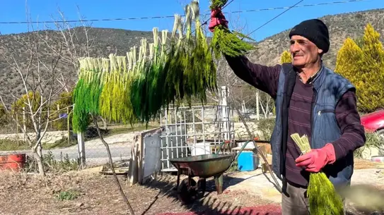 Festival alanında sergilenen nergis çiçekleri
