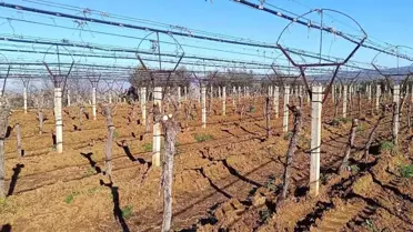 Sarıgöl'de Üzüm Bağları Yenileniyor: Verim Artışı İçin Yeni Çeşitler Seçildi