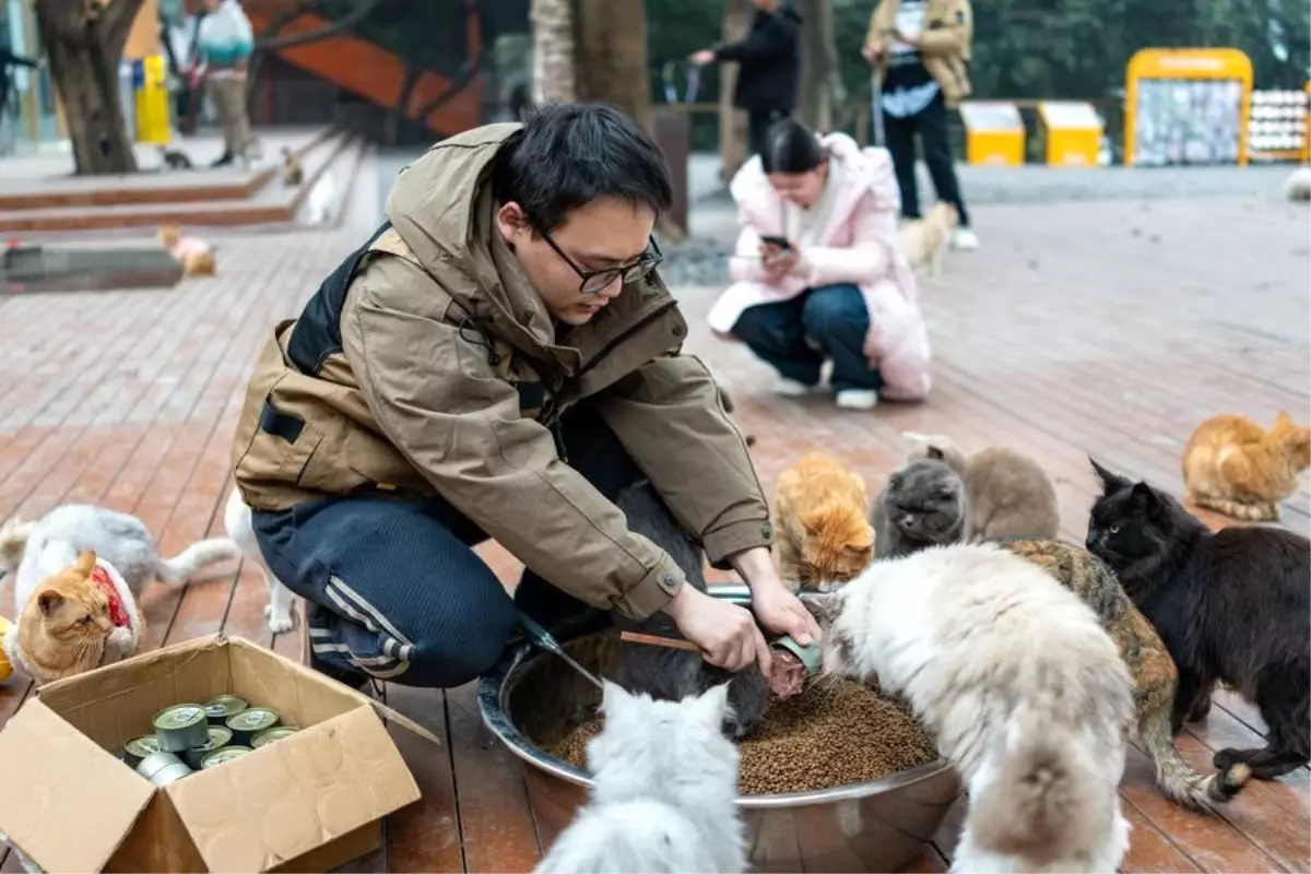 Chongqing’de Kedilere Özel Yeni Bir Dinlenme Alanı Açıldı