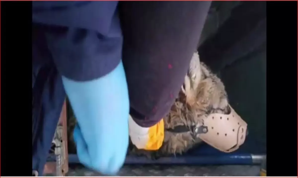 Bitlis’te Yaralı Kurt, Tatvan Belediyesi Veteriner Ekibi Tarafından Rehabilitasyon Merkezine Gönderildi