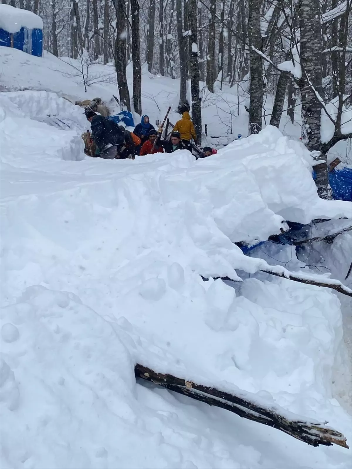 Kar yağışı Ordu Gölköy’de çatı çökerek 7 koyunu kaybetti