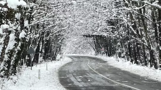 Bartın‑Karabük Ağaç Tünelinde Bembeyaz Kış Güzelliği
