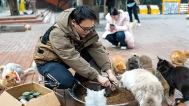 Park içinde kedilerin oyun oynadığı an