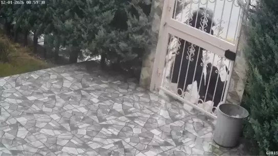 Köpek saldırısına uğrayan kadın hastanede