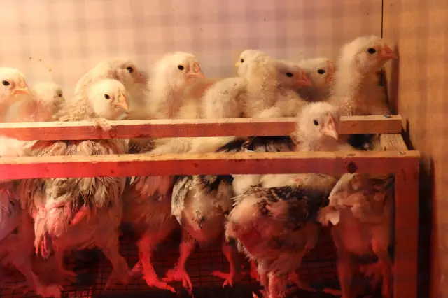 Kuluçkahanede yeni doğmuş civcivler