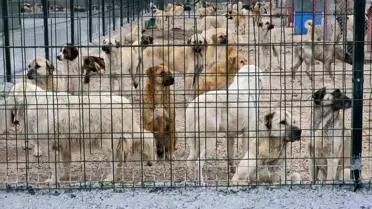 Eskişehir’de Barınak Skandalı: Aç ve Susuz Bırakılan Köpekler Arasında Şiddetli Çatışma