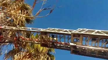 İtfaiye ekipleri kediyi merdivenle indiriyor