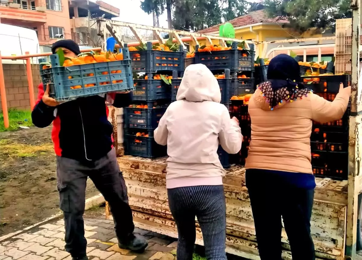 Alaçatı Gıda Topluluğu'ndan Hatay'a Narenciye Yardımı: Depremzedeler İçin Dayanışma Köprüsü