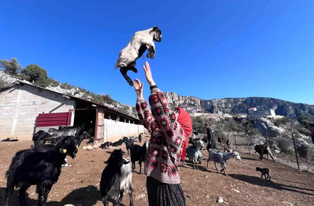 Mersin'in Yörük Kızı Ayşe Erden Köyde Hayvancılıkla Kültürünü Yaşatıyor