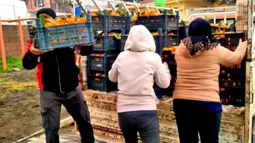 Alaçatı Gıda Topluluğu'ndan Hatay'a Narenciye Yardımı: Depremzedeler İçin Dayanışma Köprüsü