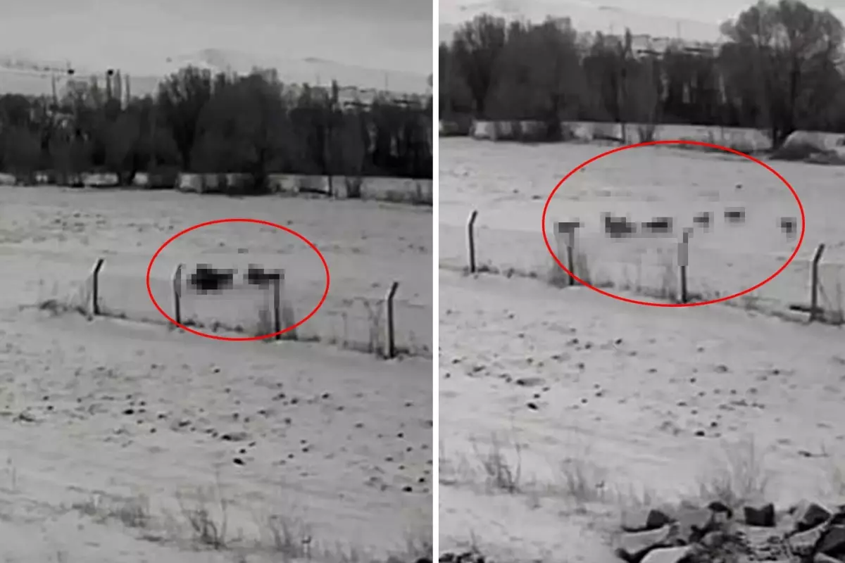 Kayseri Pınarbaşı'nda Gündüz Saatlerinde Kurt Sürüsü Sokakları Doldurdu