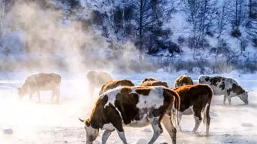 İç Moğolistan’da sığır eti üretim tesisi
