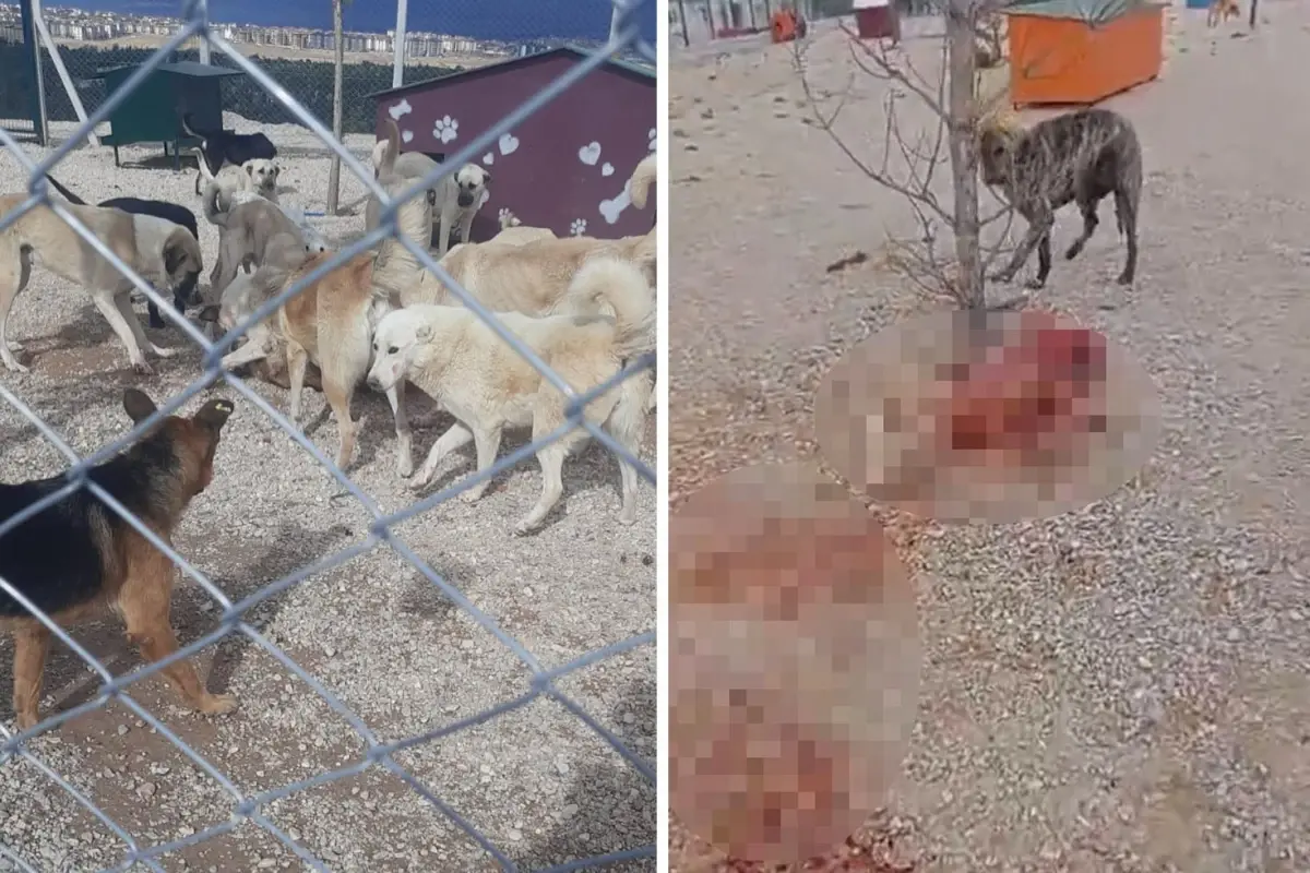 Barınakta Yaşam Mücadelesi: Aç ve Susuz Kalan Köpeklerde Şiddetli Çatışmalar