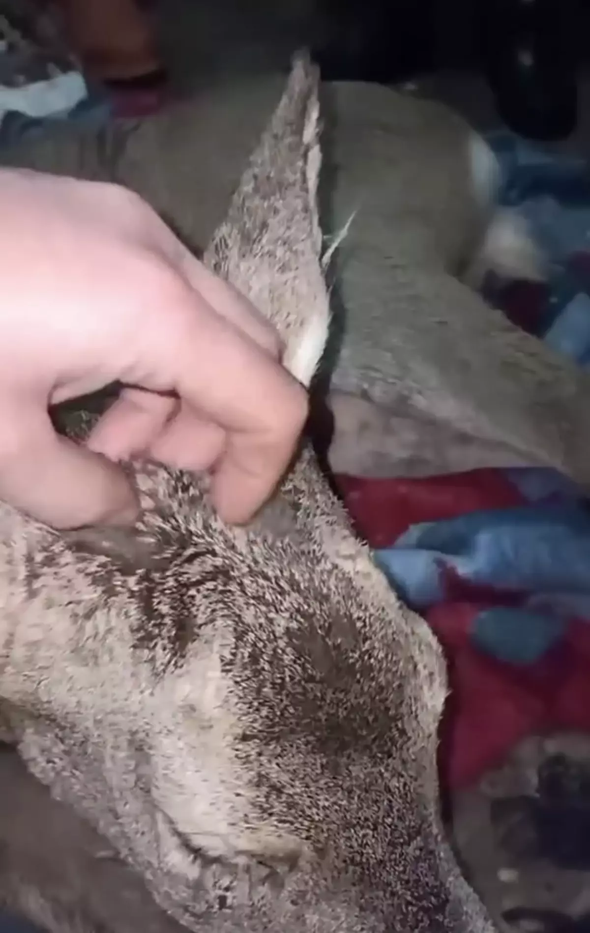 Bartın’da Yaralı Karaca Köylünün Evinin Sıcaklığında Tedavi Edildi