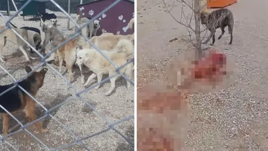 Barınakta Yaşam Mücadelesi: Aç ve Susuz Kalan Köpeklerde Şiddetli Çatışmalar