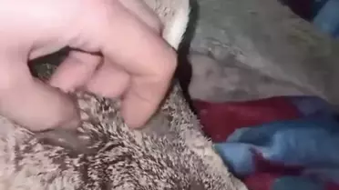 Köylünün karacayı tedavi ettiği an