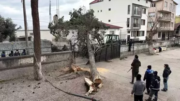 Şiddetli Lodos İznik’te Evleri Tehdit Etti, Ağaç Düşmesi Felaketi Önledi