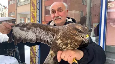 Korgan’da Yaralı Boz Şahin Kurtarıldı: Veteriner Bakımı Sonrası Doğaya Serbest Bırakıldı