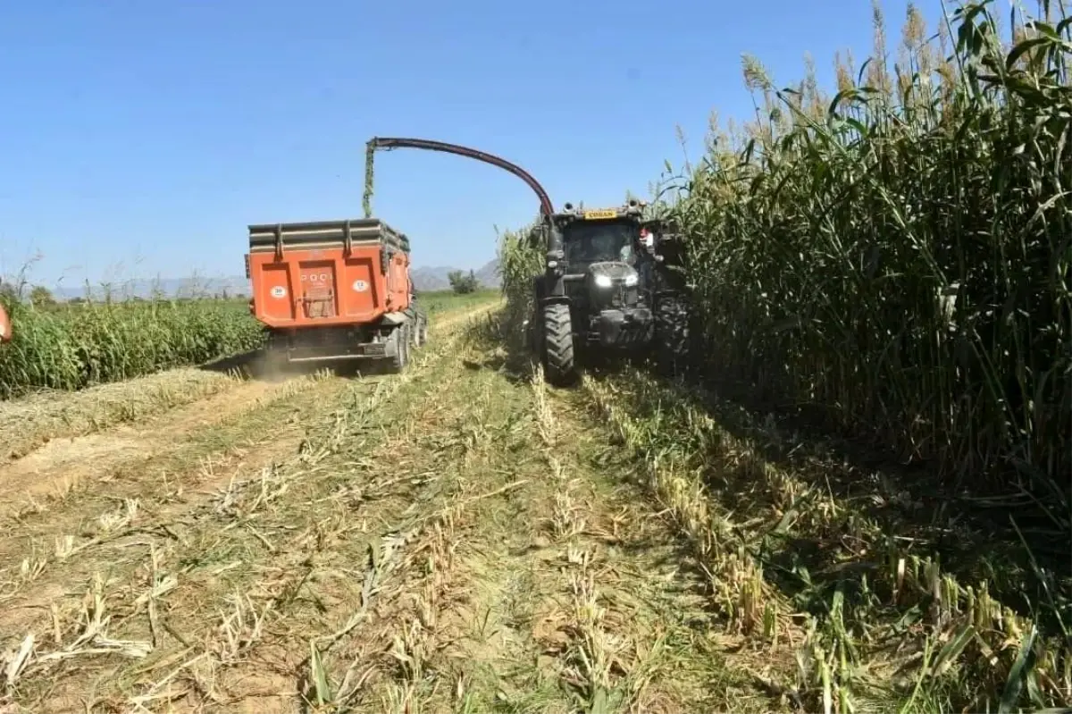 Aydın’da 13,5 Milyon TL Yatırımla Mera Islahı ve Kaba Yem Üretimi Hızlanıyor